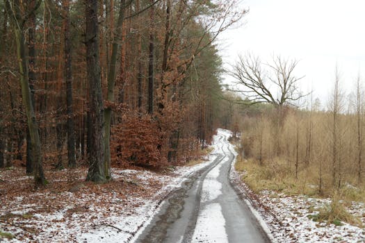 calm forest trail