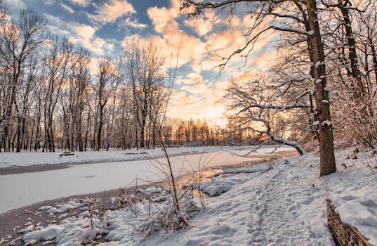 peaceful forest path